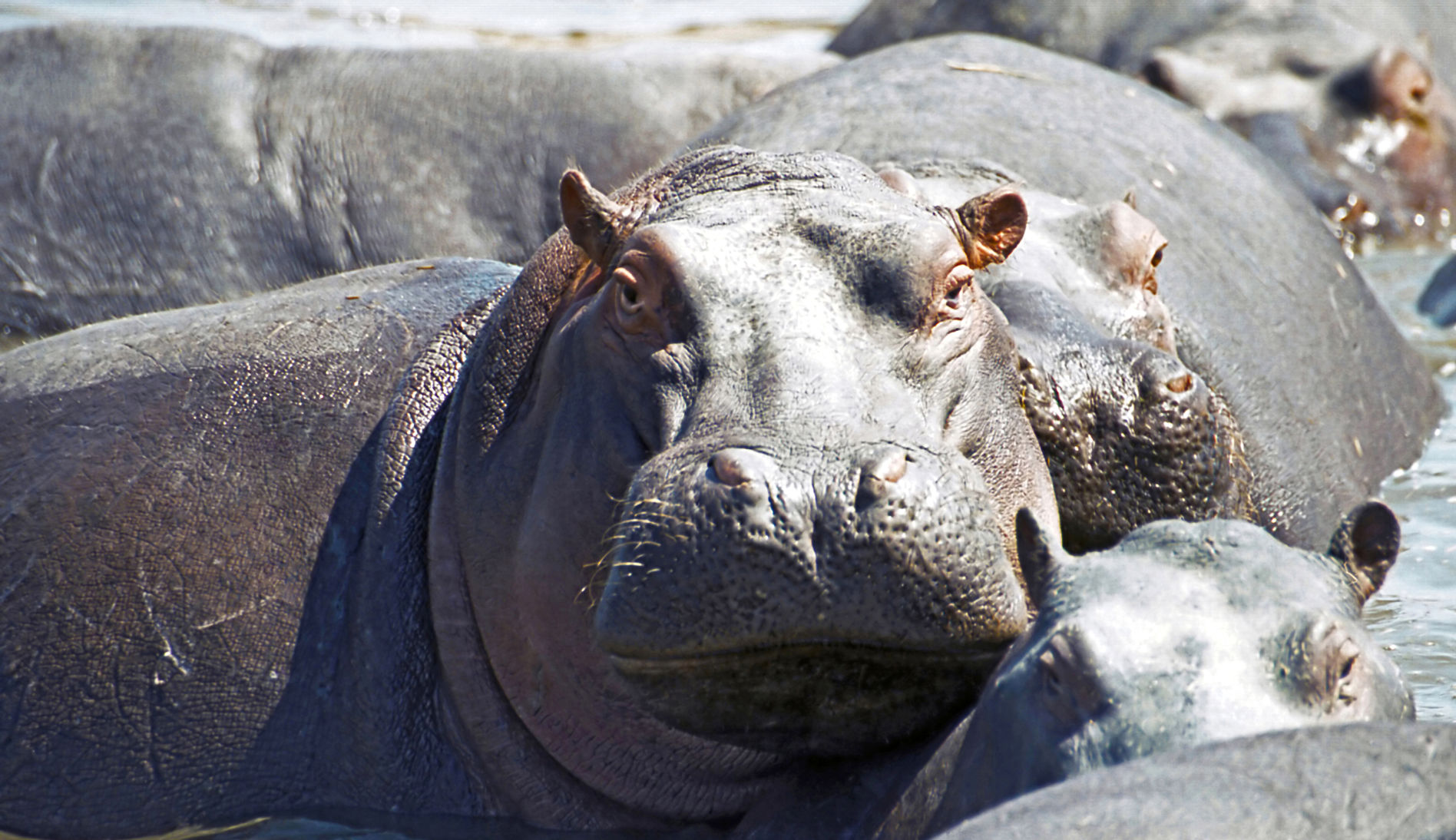Hippopotamus Fact #8